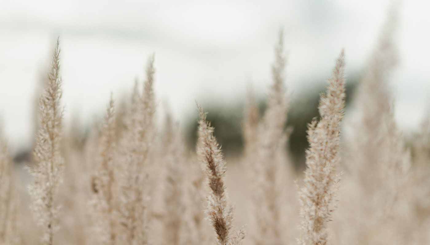 Categorie chic boho background