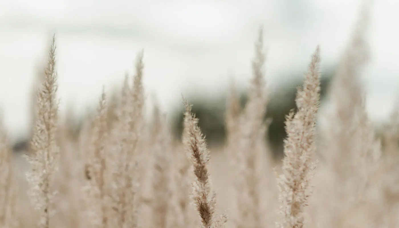 Categorie Chic Boho Background